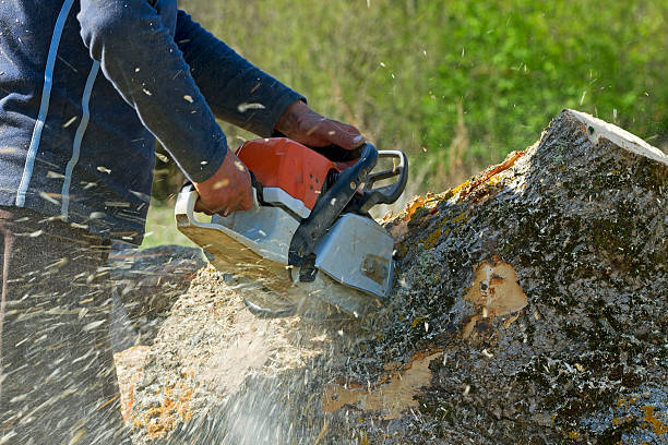 Best Affordable Tree Service  in Coleman, MI